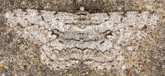 Attēlu rezultāti vaicājumam “Hypomecis roboraria”