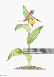 Attēlu rezultāti vaicājumam “Cypripedium calceolus”