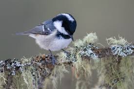 Attēlu rezultāti vaicājumam “Periparus ater adult”