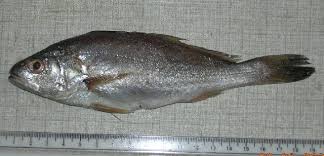 Image result for Argyrosomus inodorus