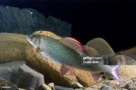 Image result for Thymallus thymallus