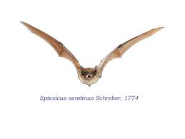 Attēlu rezultāti vaicājumam “Eptesicus serotinus”