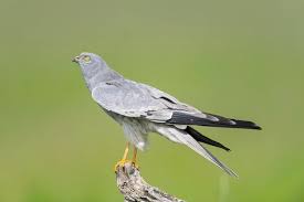 Attēlu rezultāti vaicājumam “Circus pygargus”