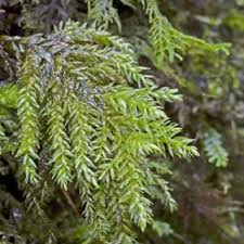 Attēlu rezultāti vaicājumam “Thamnobryum subserratum sporophyte”
