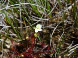Attēlu rezultāti vaicājumam “Drosera anglica leaf”