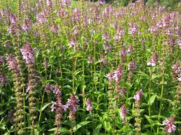 Attēlu rezultāti vaicājumam “Stachys palustris bud”