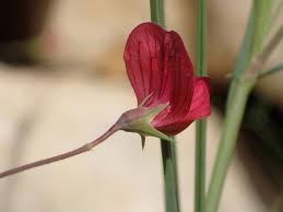 Attēlu rezultāti vaicājumam “Lathyrus”