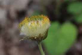 Attēlu rezultāti vaicājumam “Tussilago farfara bud”