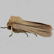 Attēlu rezultāti vaicājumam “Mythimna impura”