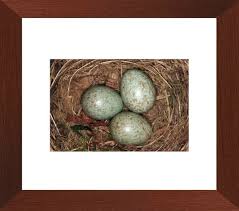 Attēlu rezultāti vaicājumam “Turdus merula eggs”