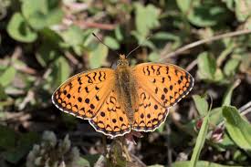 Attēlu rezultāti vaicājumam “Argynnis niobe underside”