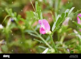 Attēlu rezultāti vaicājumam “Vicia angustifolia flower”