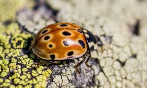 Attēlu rezultāti vaicājumam “Anatis ocellata”