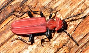 Attēlu rezultāti vaicājumam “Cucujus cinnaberinus larva”