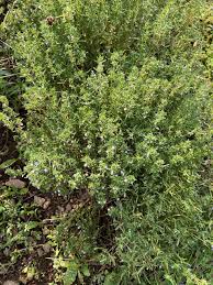 Image result for Satureja hortensis