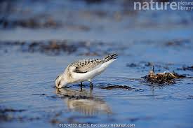 Image result for Calidris pusilla