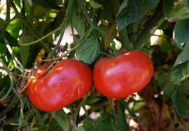 Afbeeldingsresultaat voor brandywine sudduth tomato