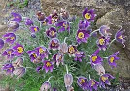 Image result for Kuhschelle