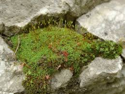 Attēlu rezultāti vaicājumam “Didymodon rigidulus sporophyte”