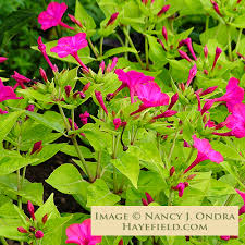 Image result for Mirabilis jalapa