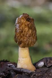 Attēlu rezultāti vaicājumam “Verpa bohemica”