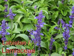 Attēlu rezultāti vaicājumam “Labiatae”