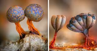 Attēlu rezultāti vaicājumam “Craterium minutum young”