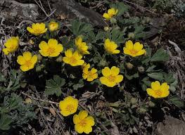 Attēlu rezultāti vaicājumam “Potentilla arenaria flower”