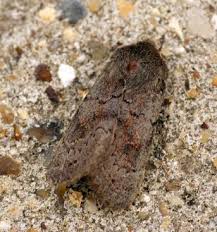 Attēlu rezultāti vaicājumam “Orthosia populeti”