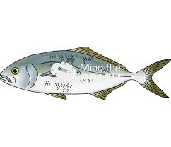 Image result for Seriola dumerili