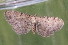 Attēlu rezultāti vaicājumam “Anticollix sparsata”