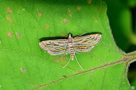 Attēlu rezultāti vaicājumam “Parapoynx stratiotata male”