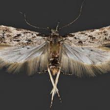 Attēlu rezultāti vaicājumam “Carpatolechia proximella”