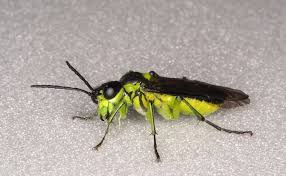 Attēlu rezultāti vaicājumam “Tenthredo scrophulariae exuvia”