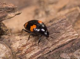 Attēlu rezultāti vaicājumam “Scaphidium quadrimaculatum”