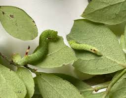 Attēlu rezultāti vaicājumam “Argynnis paphia pupa”
