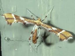 Attēlu rezultāti vaicājumam “Cnaemidophorus rhododactyla”