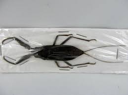 Attēlu rezultāti vaicājumam “Nepa cinerea”