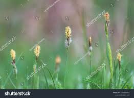 Attēlu rezultāti vaicājumam “Carex caryophyllea leaf”