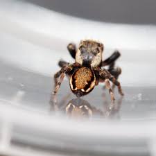 Attēlu rezultāti vaicājumam “Evarcha falcata male”