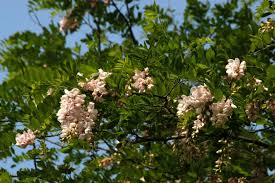 Attēlu rezultāti vaicājumam “Robinia”