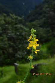 Attēlu rezultāti vaicājumam “Agrimonia pilosa flower”