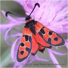 Attēlu rezultāti vaicājumam “Zygaena cocoon”