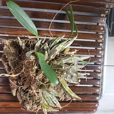 Attēlu rezultāti vaicājumam “Didymium aggregatum”