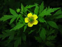 Attēlu rezultāti vaicājumam “Geum x intermedium”