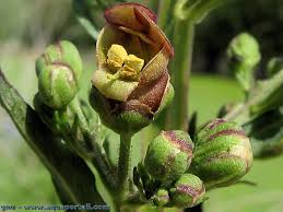 Attēlu rezultāti vaicājumam “Scrophularia umbrosa”