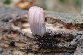 Attēlu rezultāti vaicājumam “Stemonitis fusca”