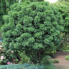 Attēlu rezultāti vaicājumam “Crataegus monogyna subsp. nordica”