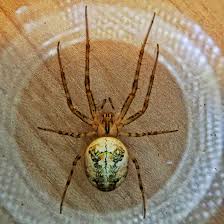 Attēlu rezultāti vaicājumam “Metellina segmentata”