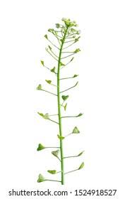 Attēlu rezultāti vaicājumam “Capsella bursa-pastoris bud”